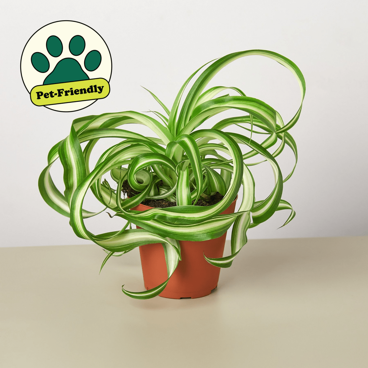 lily & onyx Spider Plant 'Bonnie' Houseplant