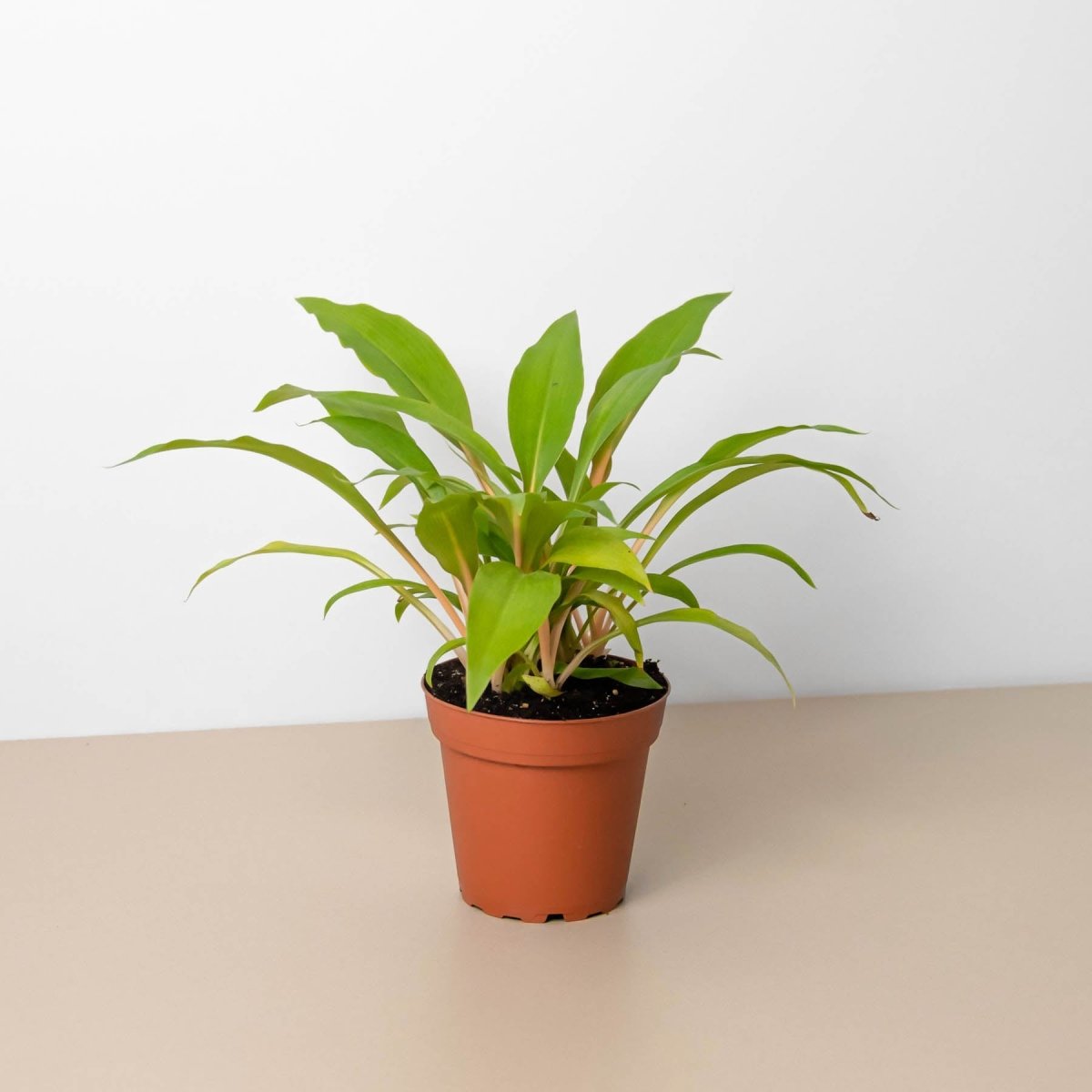 lily & onyx Spider Plant 'Fire Flash' Houseplant
