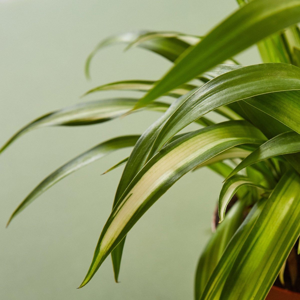 lily & onyx Spider Plant 'Hawaiian' Houseplant