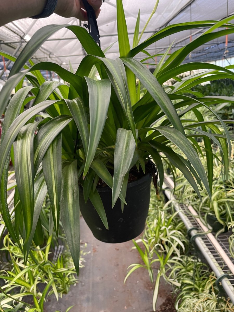 hawaiian spider lily Spider Plant 'Hawaiian' 4" Pot