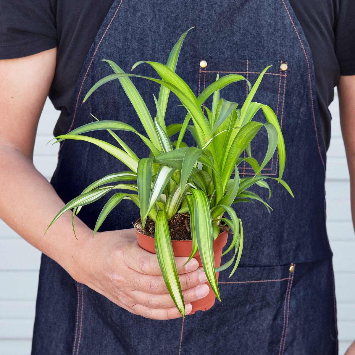 hawaiian house plant Spider Plant 'Hawaiian' 4" Pot