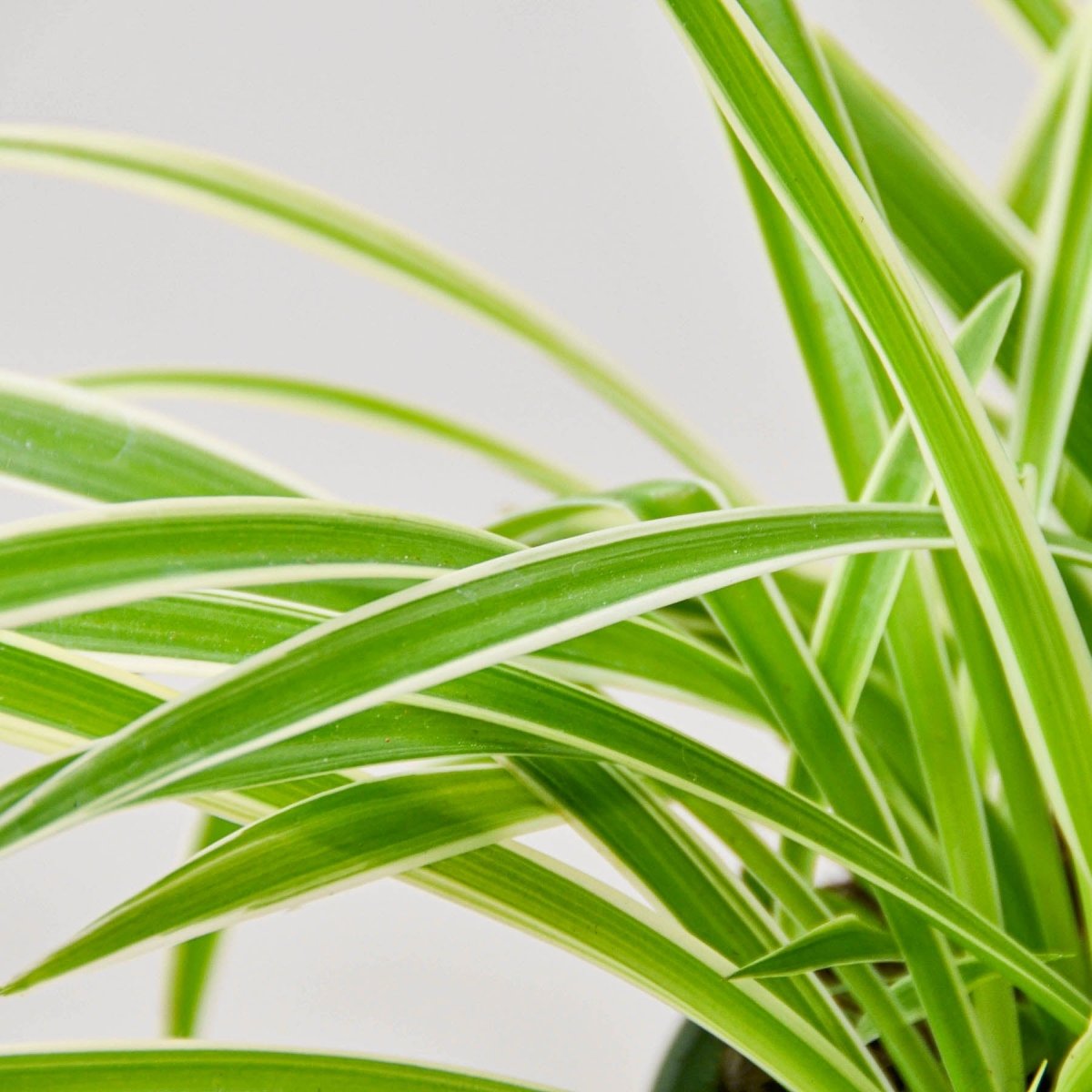 lily & onyx Spider Plant 'Reverse' Houseplant