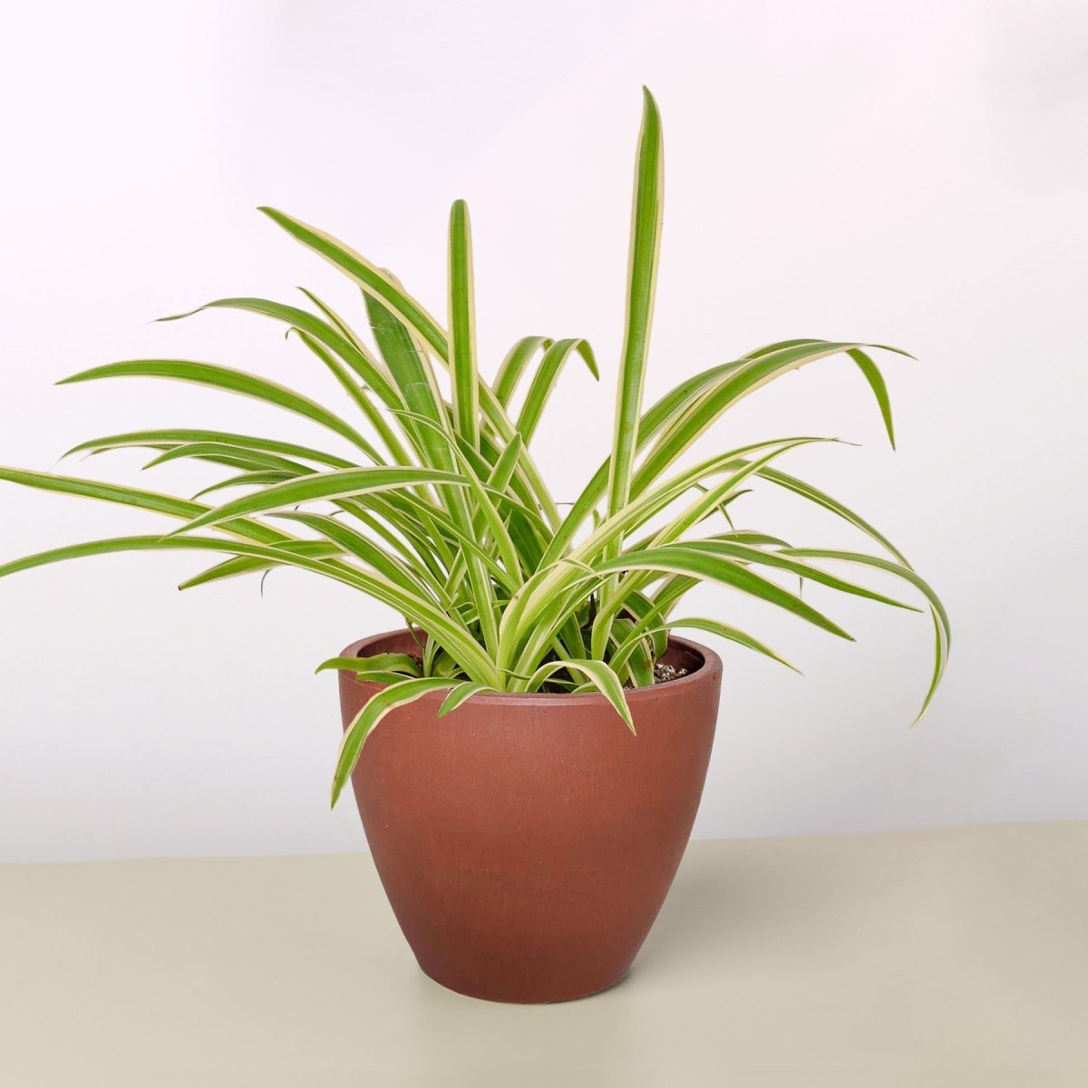 spider lily indoor plant The Snobby Leaf | Spider Plant Reverse - 4 inch Pot