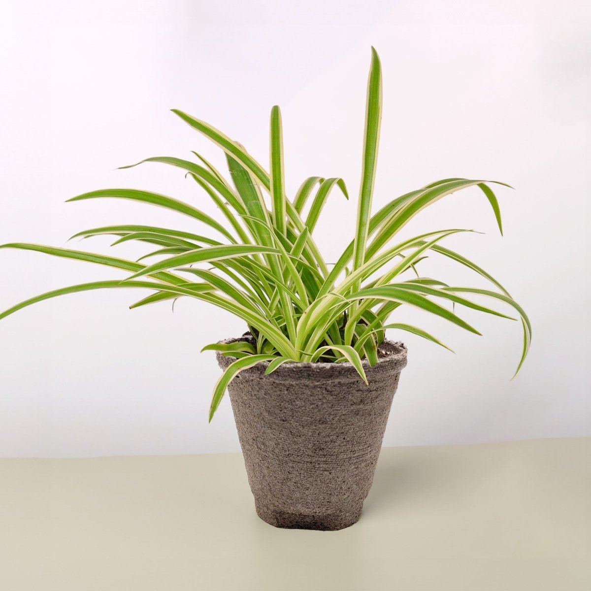 reverse spider plant The Snobby Leaf | Spider Plant Reverse - 4 inch Pot