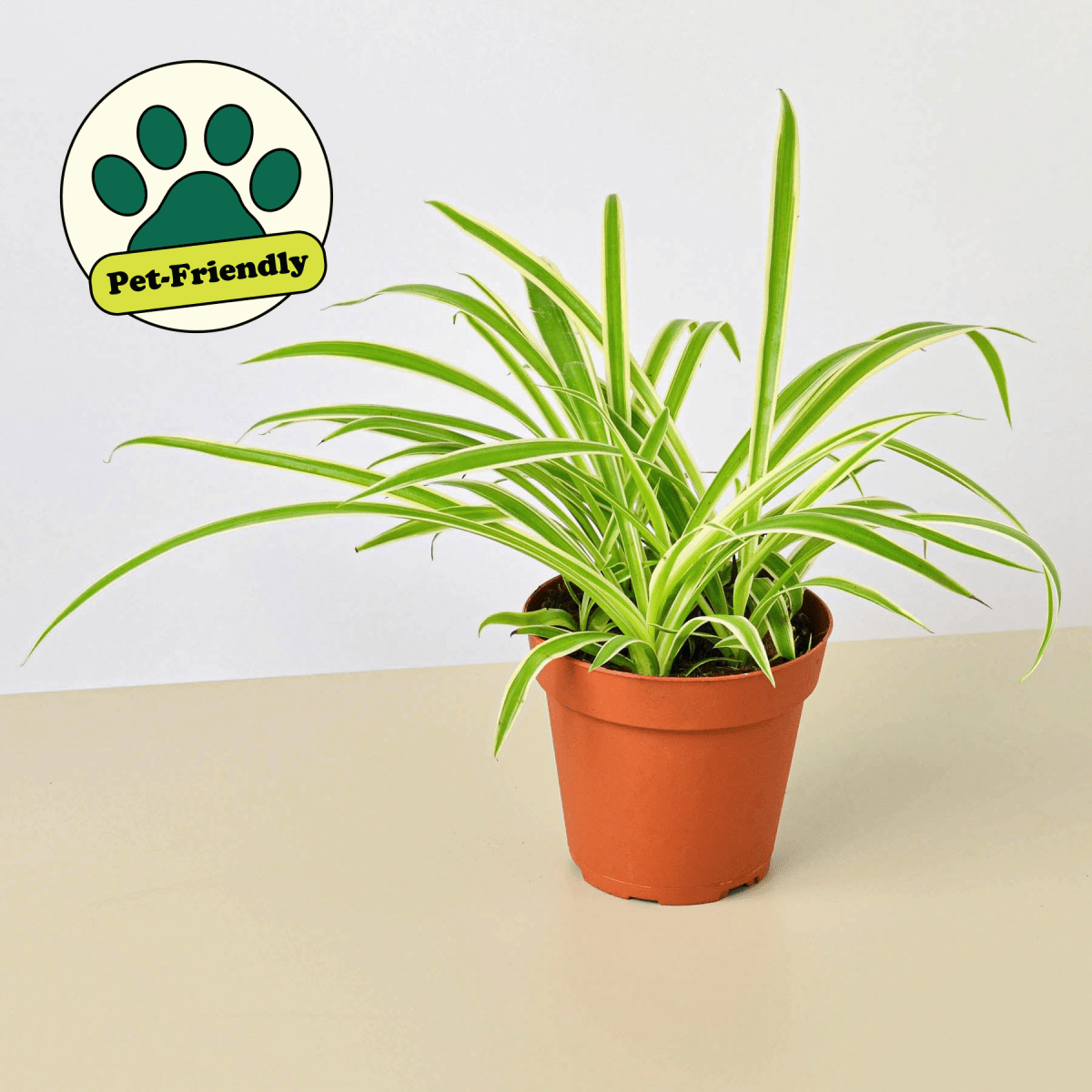 lily & onyx Spider Plant 'Reverse' Houseplant