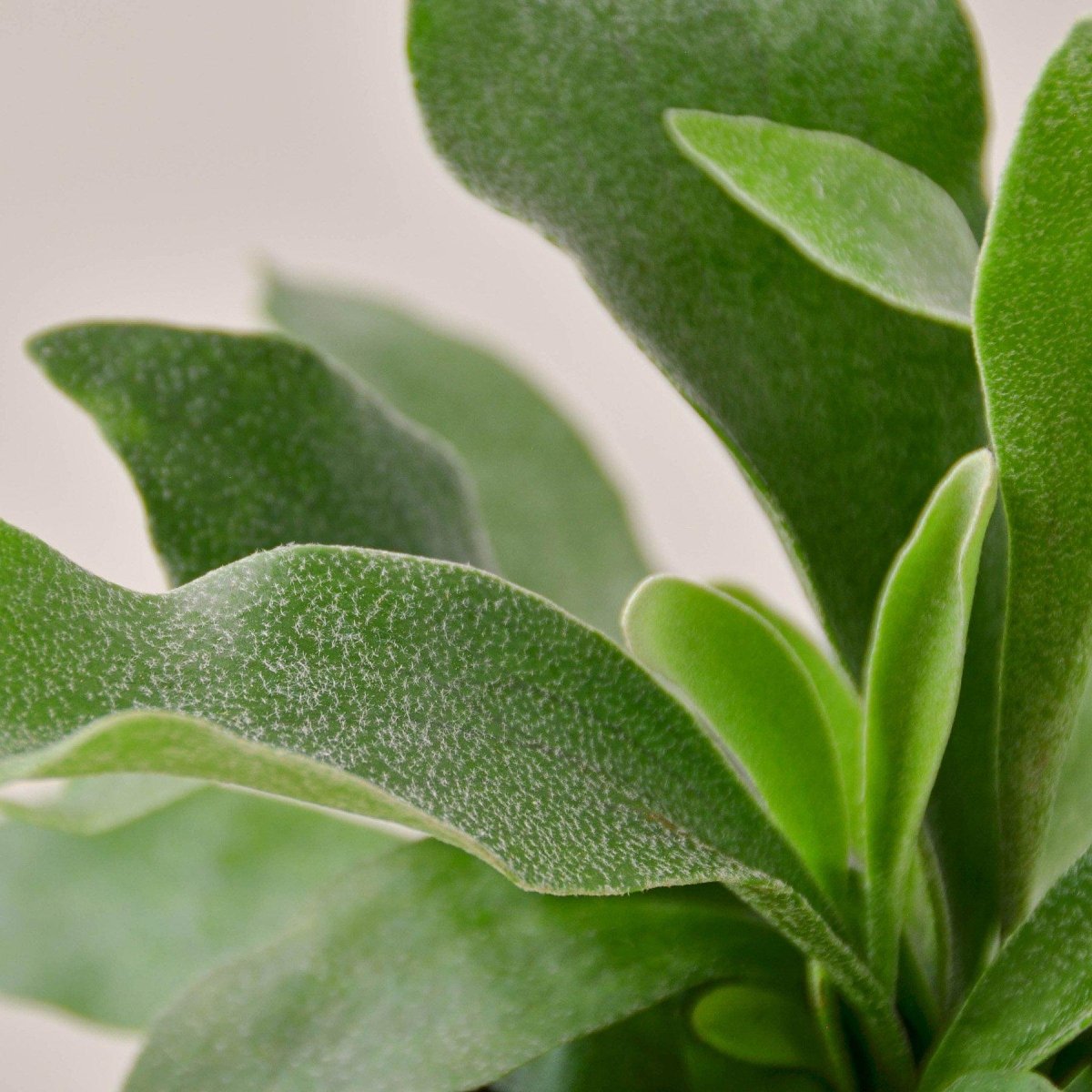 lily & onyx Staghorn Fern Houseplant