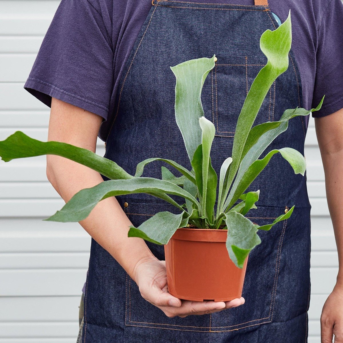 lily & onyx Staghorn Fern Houseplant