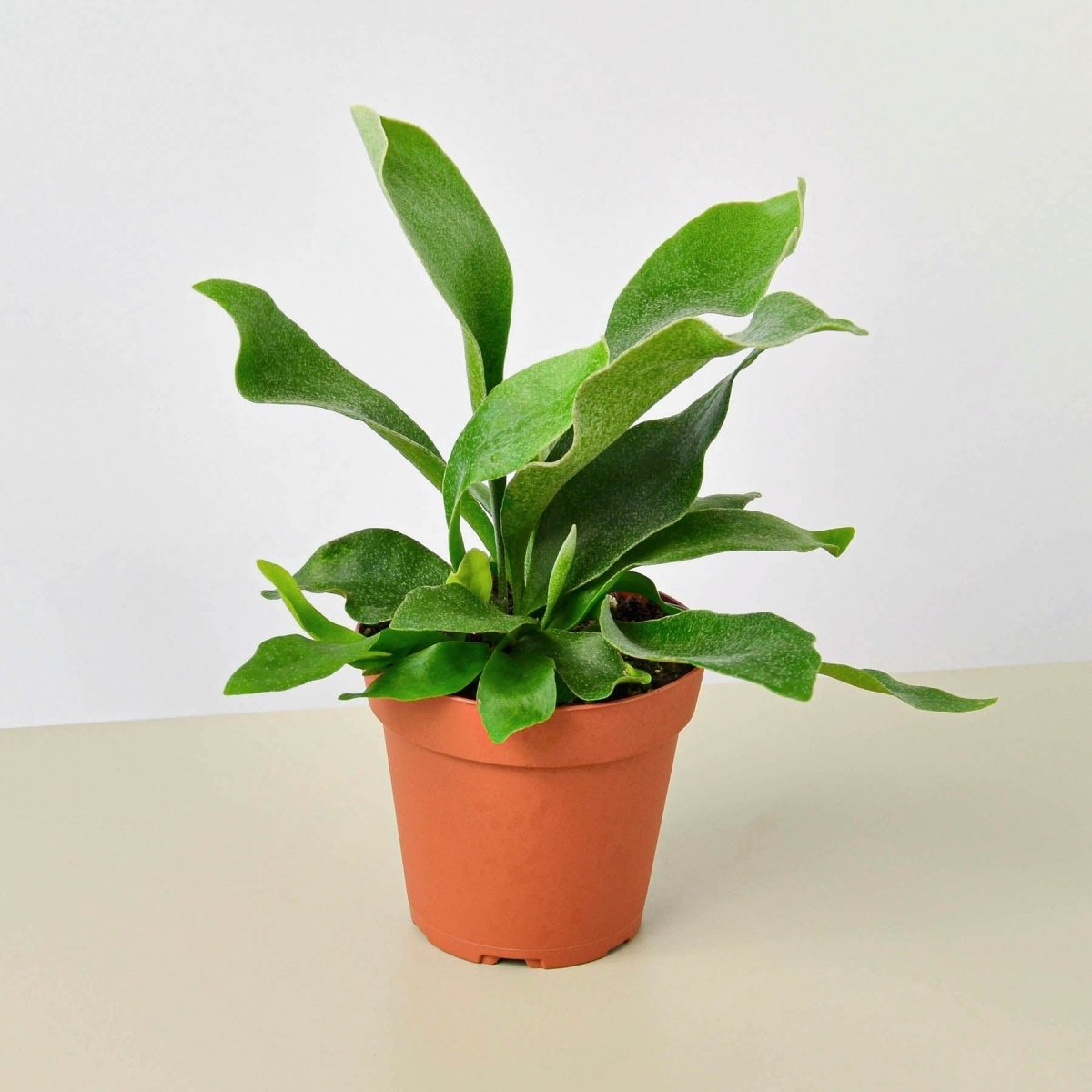 lily & onyx Staghorn Fern Houseplant