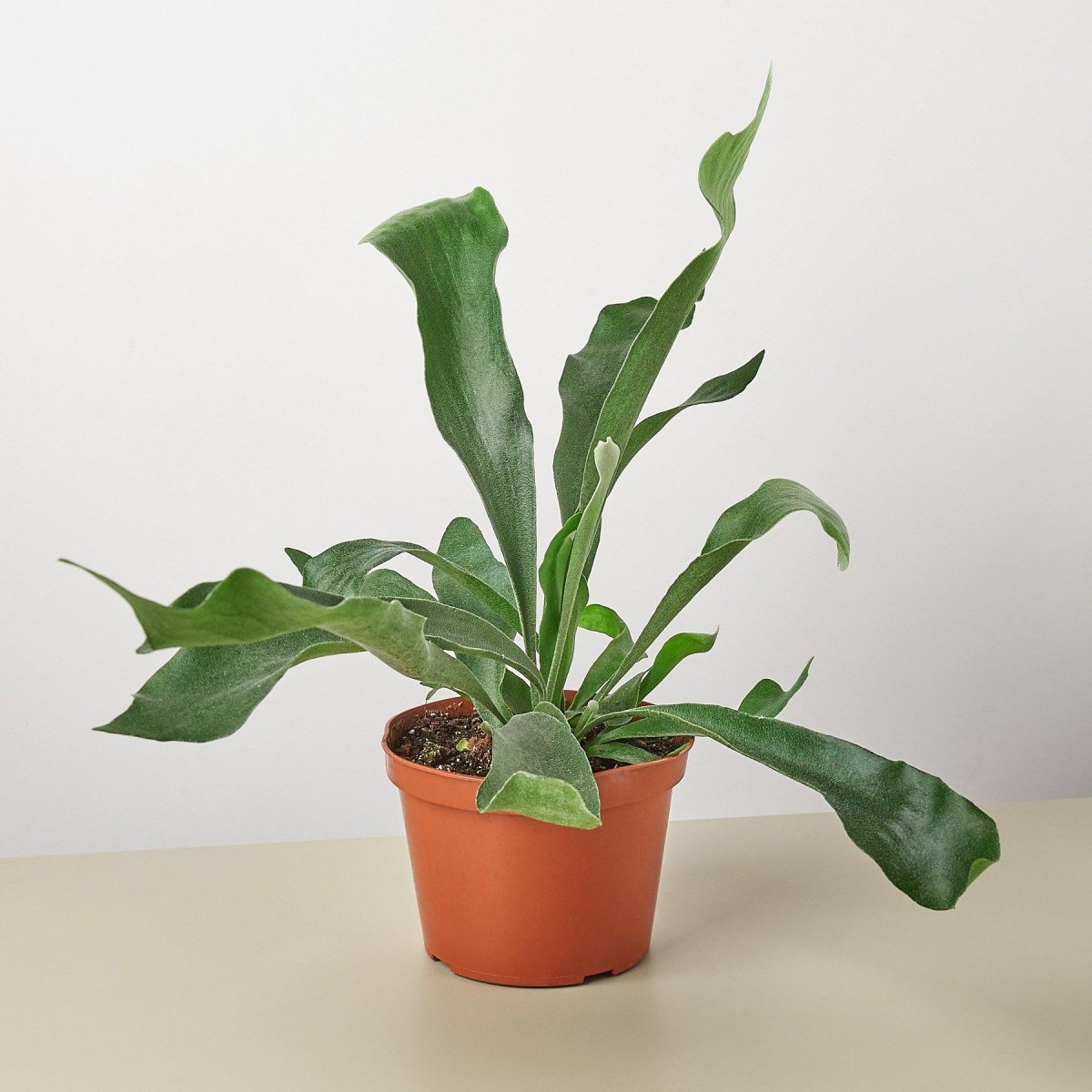 lily & onyx Staghorn Fern Houseplant