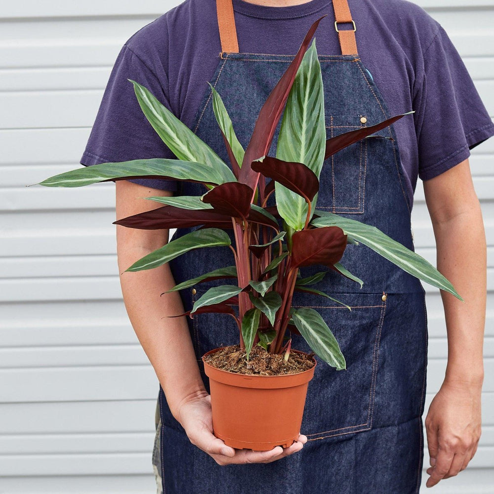 
                      
                        lily & onyx Stromanthe 'Sanguinea' Houseplant
                      
                    