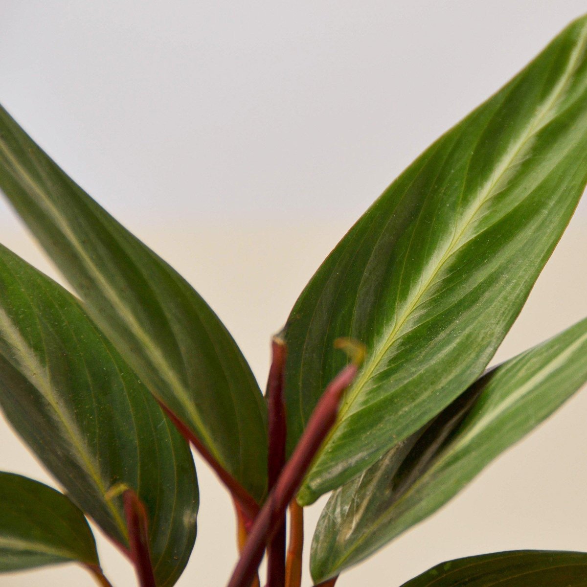 lily & onyx Stromanthe 'Sanguinea' Houseplant
