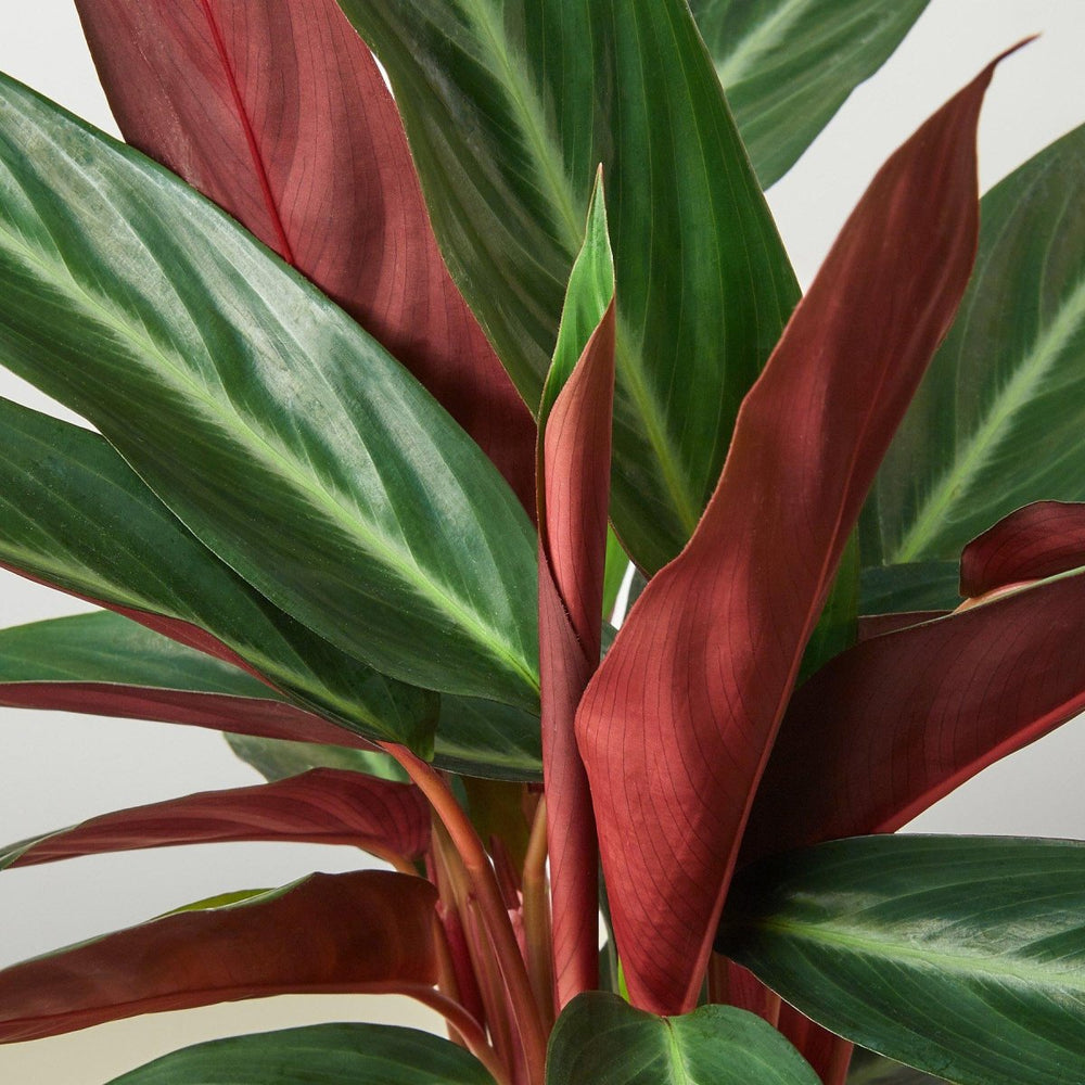 
                      
                        lily & onyx Stromanthe 'Sanguinea' Houseplant
                      
                    