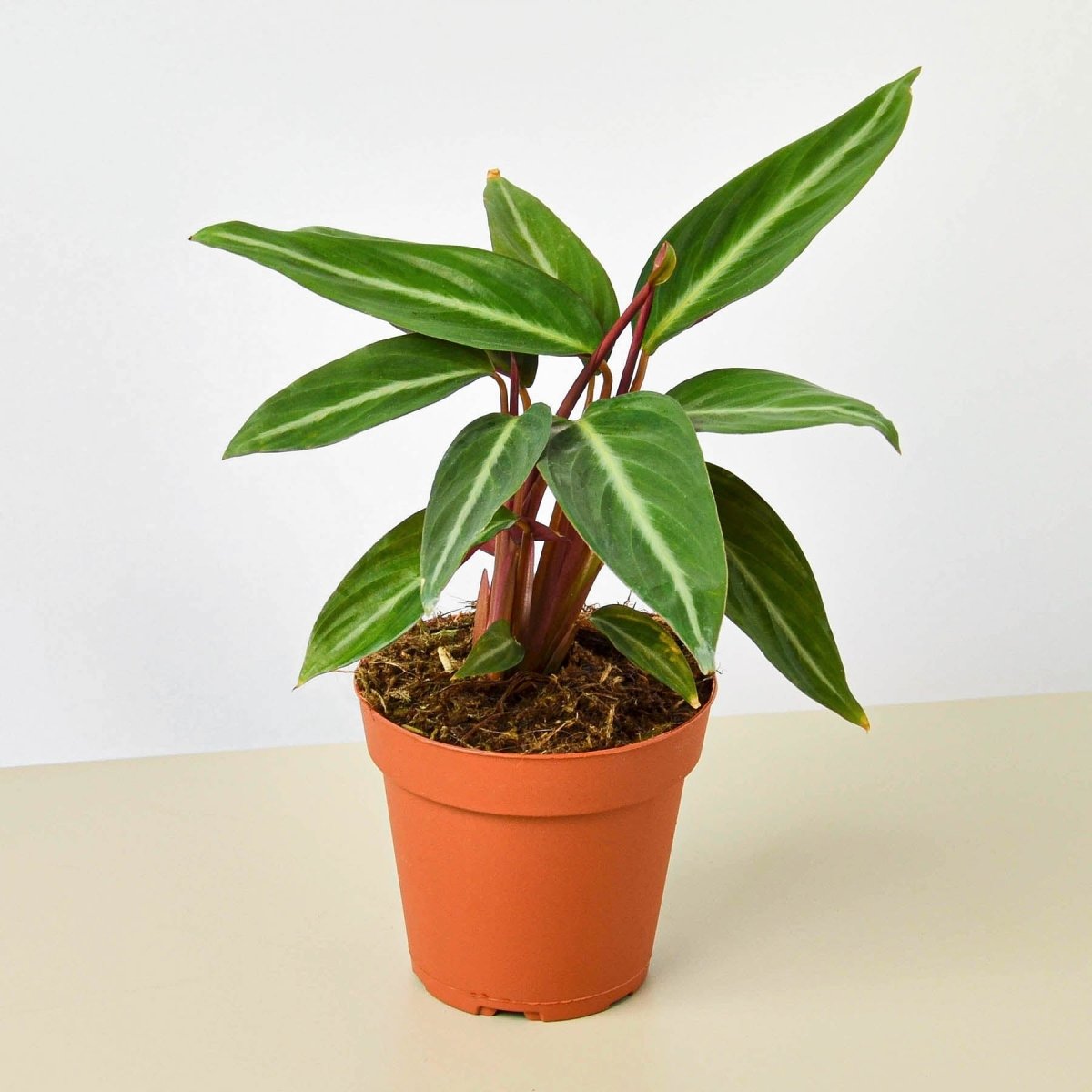 lily & onyx Stromanthe 'Sanguinea' Houseplant