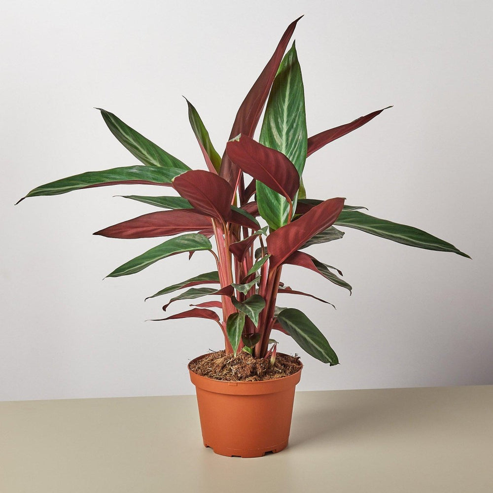 
                      
                        lily & onyx Stromanthe 'Sanguinea' Houseplant
                      
                    