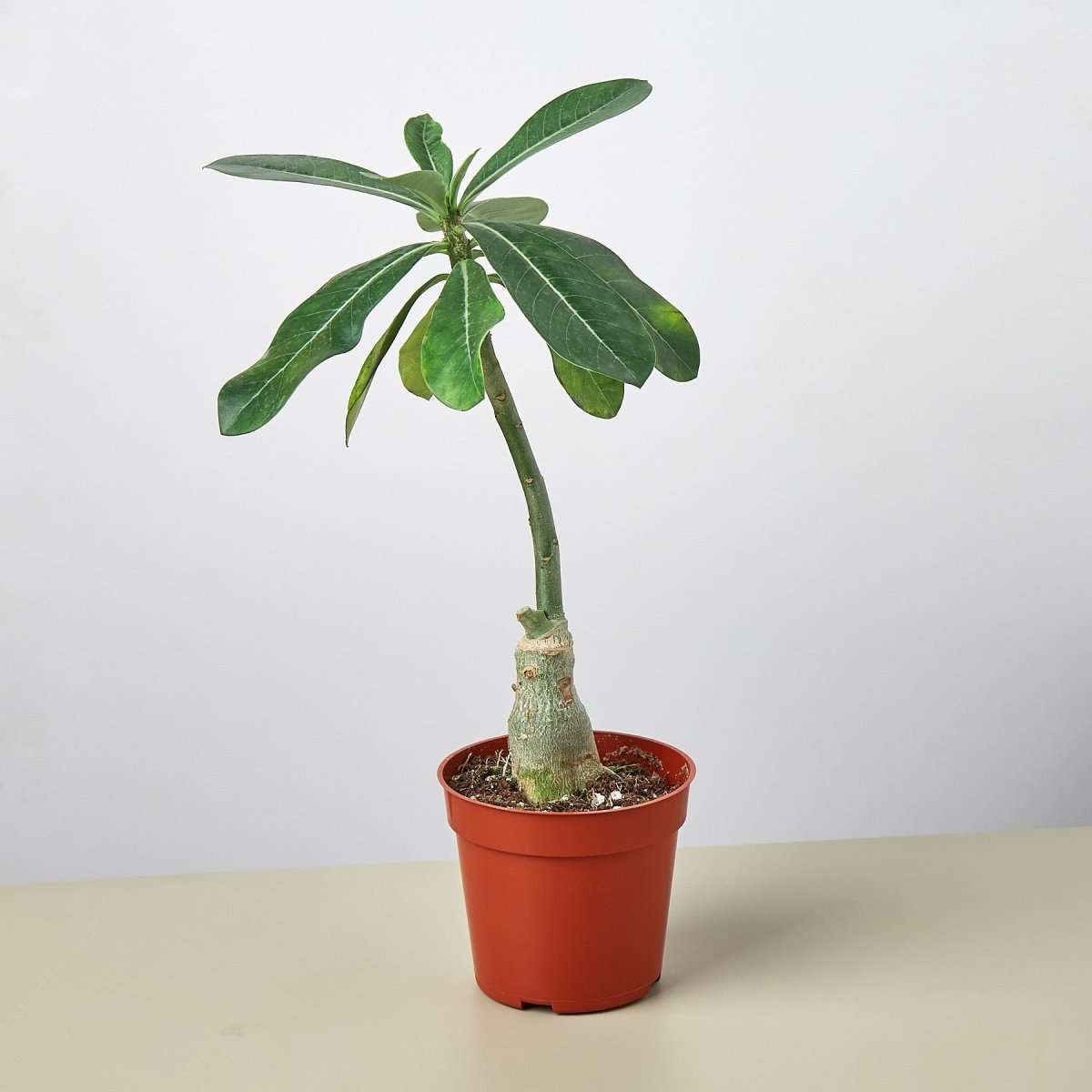 lily & onyx Succulent Adenium Obesum 'Desert Rose' Houseplant