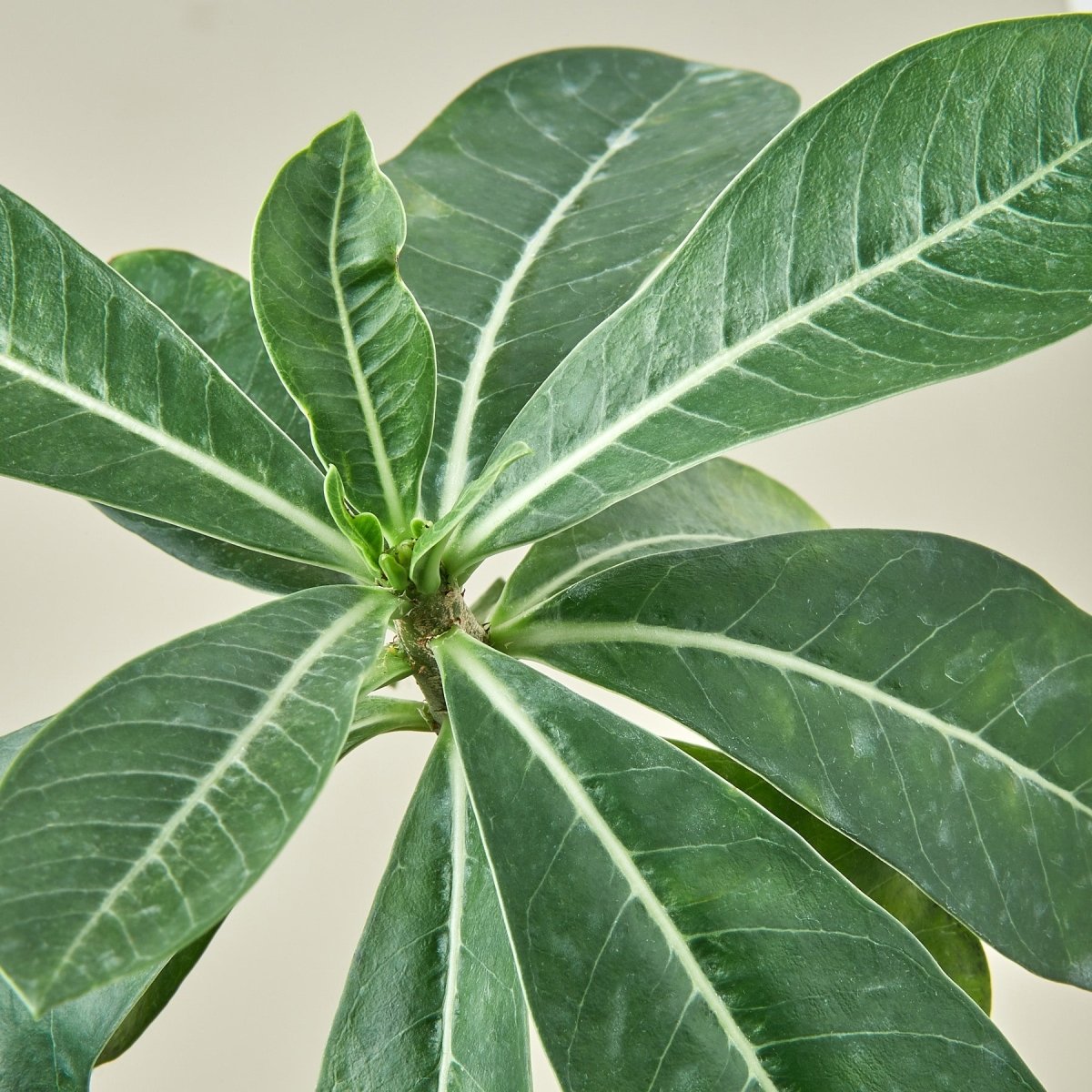 lily & onyx Succulent Adenium Obesum 'Desert Rose' Houseplant