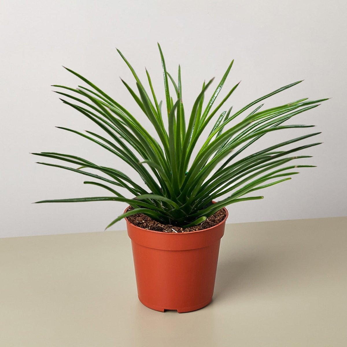 lily & onyx Succulent Agave Twin Flower Houseplant