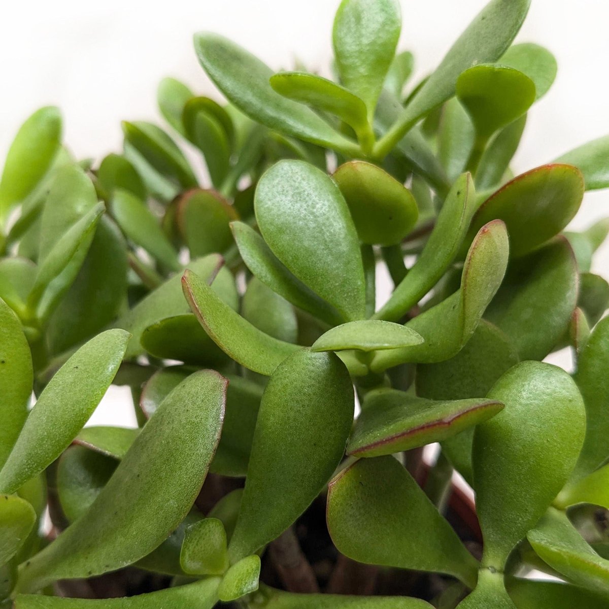 jade lily plant Succulent Crassula 'Jade' 4" Pot