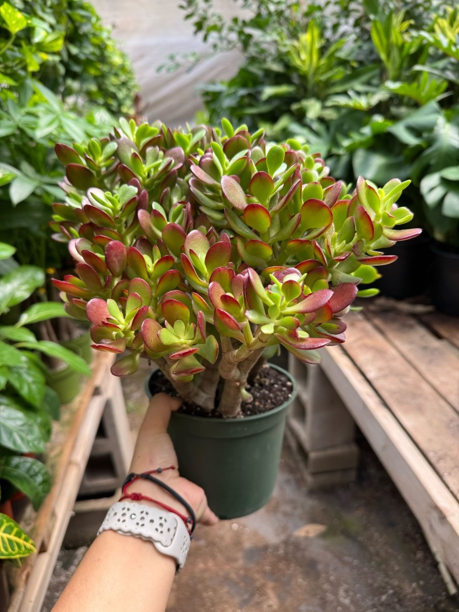 jade lily plant Succulent Crassula 'Jade' 4" Pot