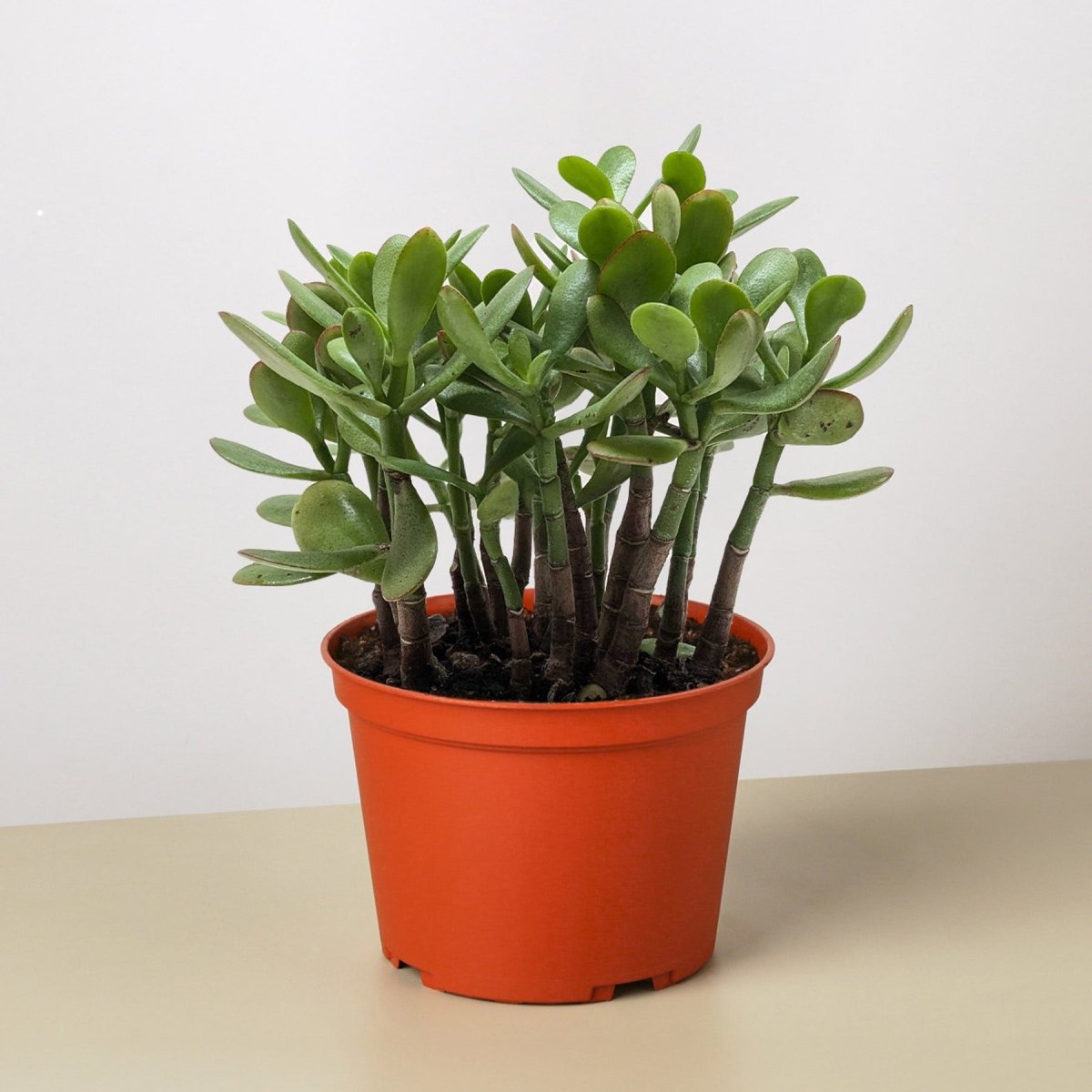 jade lily plant Succulent Crassula 'Jade' 4" Pot