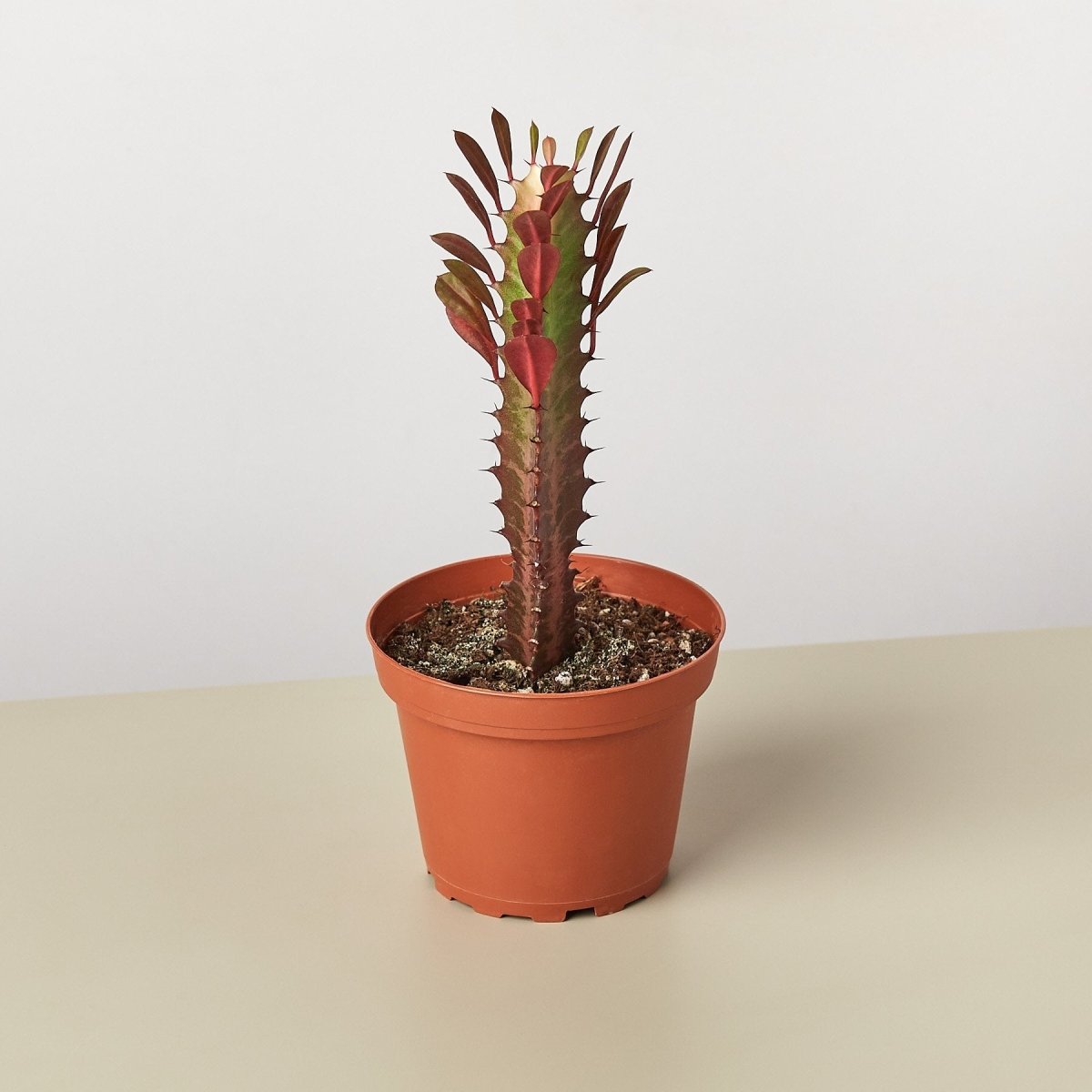 lily & onyx Succulent Euphorbia 'Trigona Rubra' Houseplant