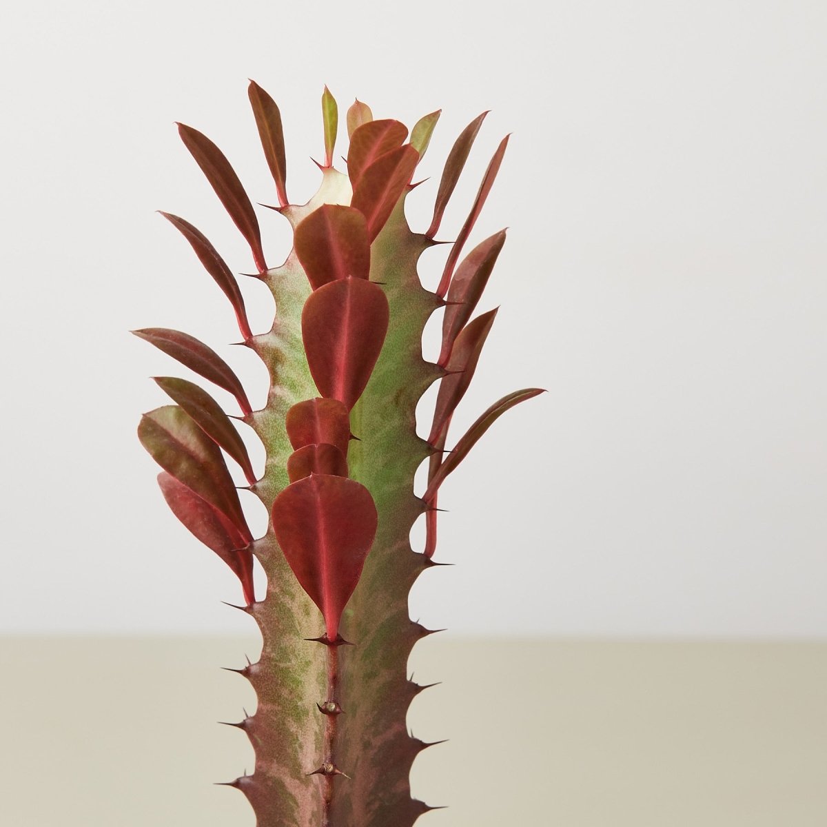 lily & onyx Succulent Euphorbia 'Trigona Rubra' Houseplant