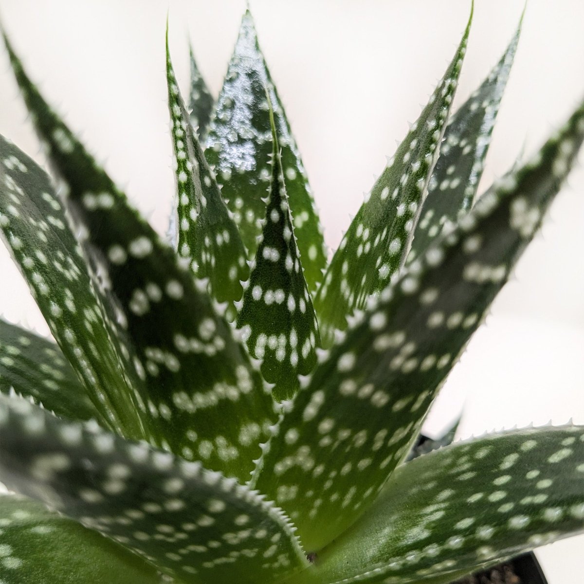 lily & onyx Succulent Gasteria Durban Houseplant