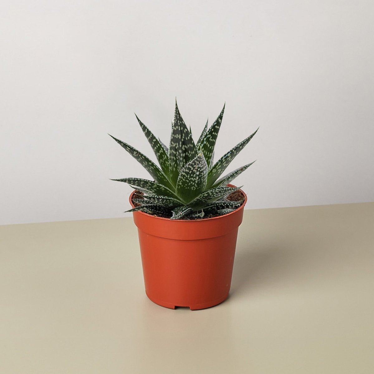 lily & onyx Succulent Gasteria Durban Houseplant