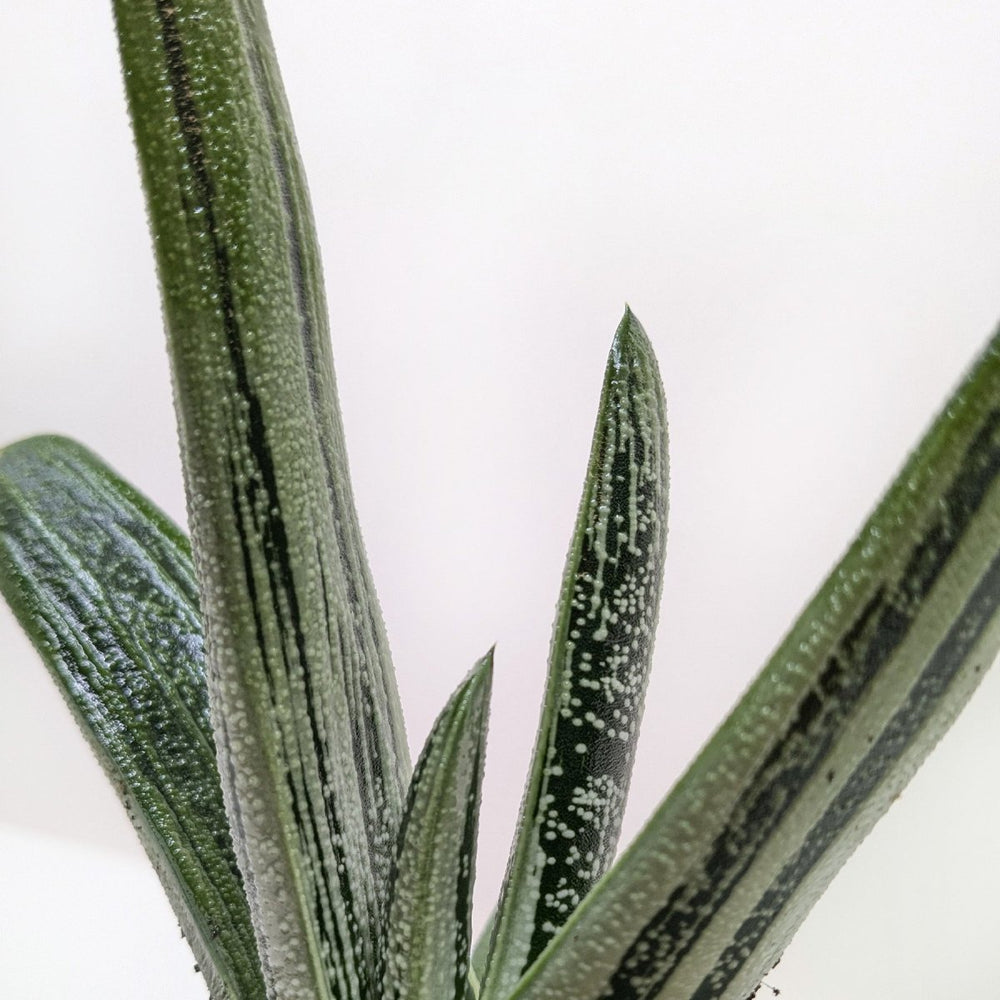 lily & onyx Succulent Gasteria Little Warty Houseplant - lily & onyx