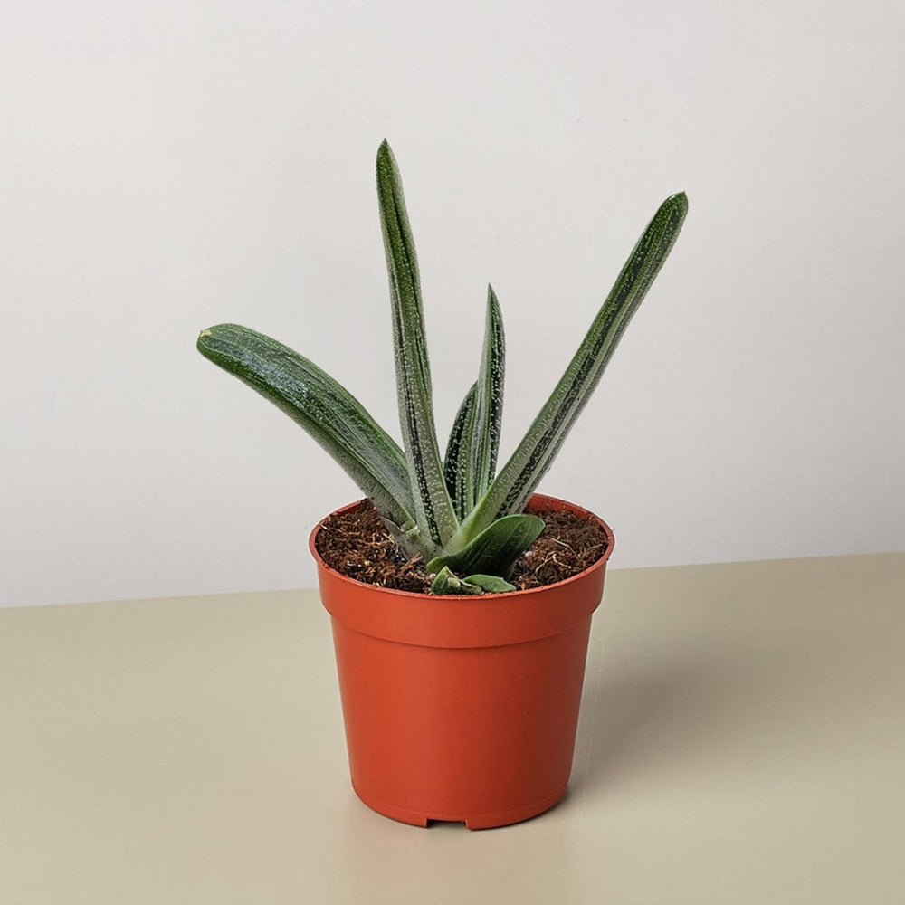 lily & onyx Succulent Gasteria Little Warty Houseplant - lily & onyx