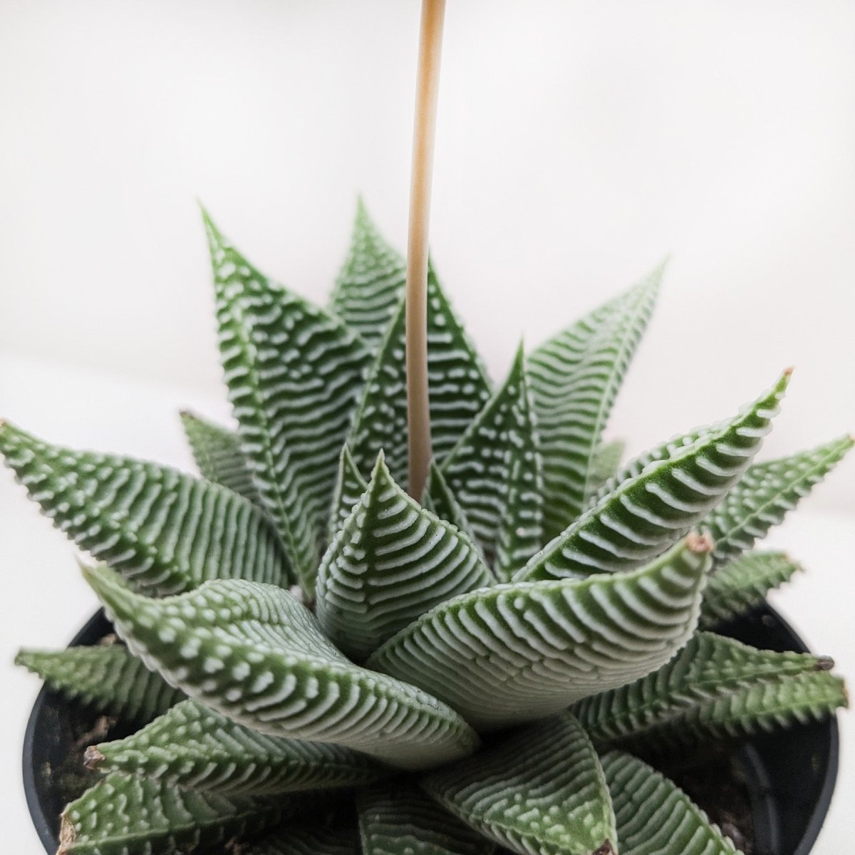 lily & onyx Succulent Haworthia Miami Houseplant