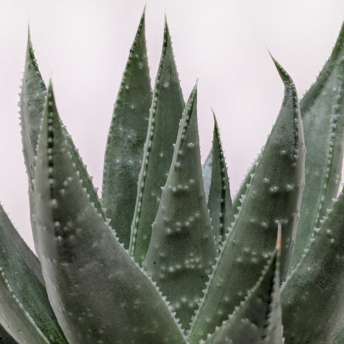 lily & onyx Succulent Haworthia Savanna Houseplant