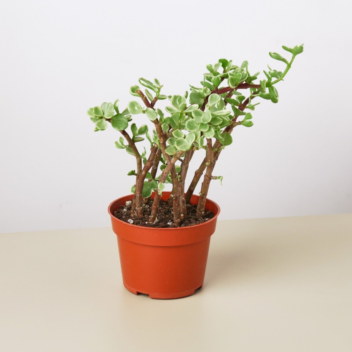 lily & onyx Succulent Portulacaria 'Rainbow Bush' Houseplant