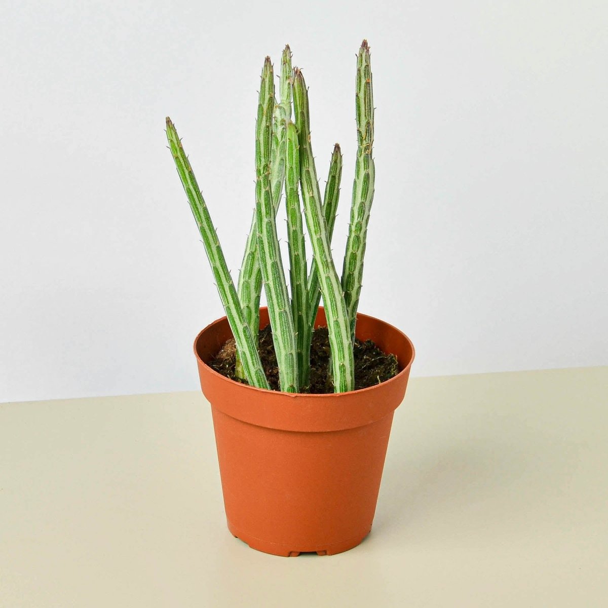 lily & onyx Succulent Senecio Stapeliiformis 'Pickle Plant' Houseplant