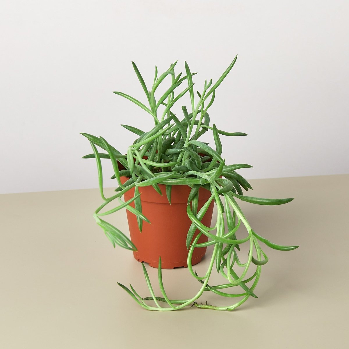 lily & onyx Succulent Senecio Succulent 'Fish Hooks' Houseplant