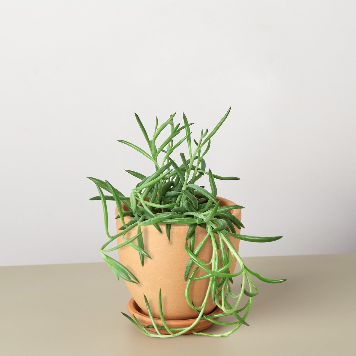 lily & onyx Succulent Senecio Succulent 'Fish Hooks' Houseplant