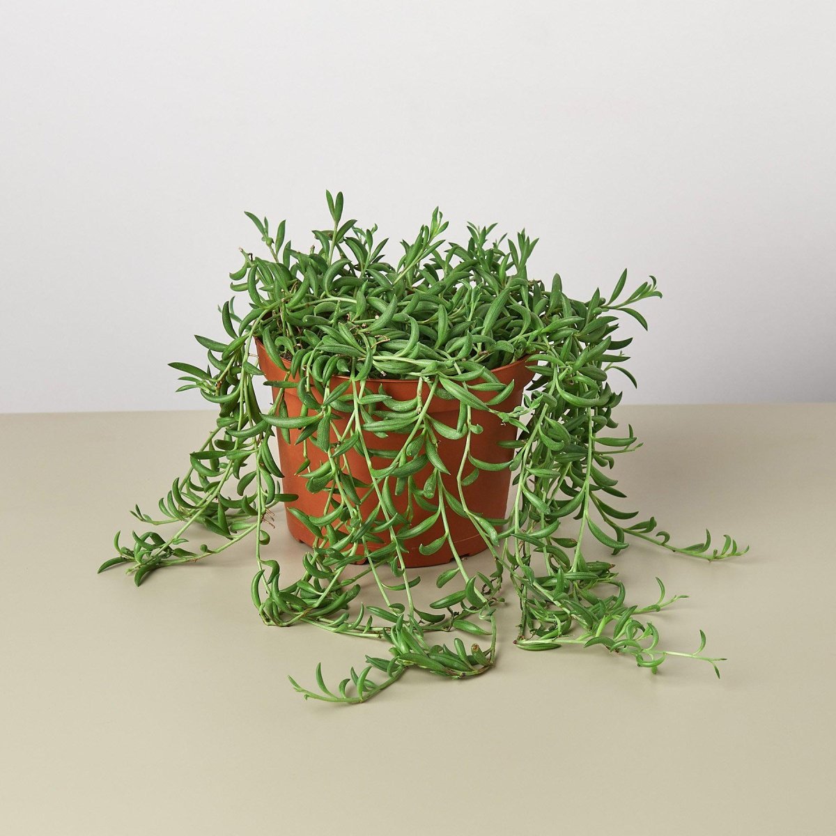 lily & onyx Succulent 'String of Bananas' Houseplant