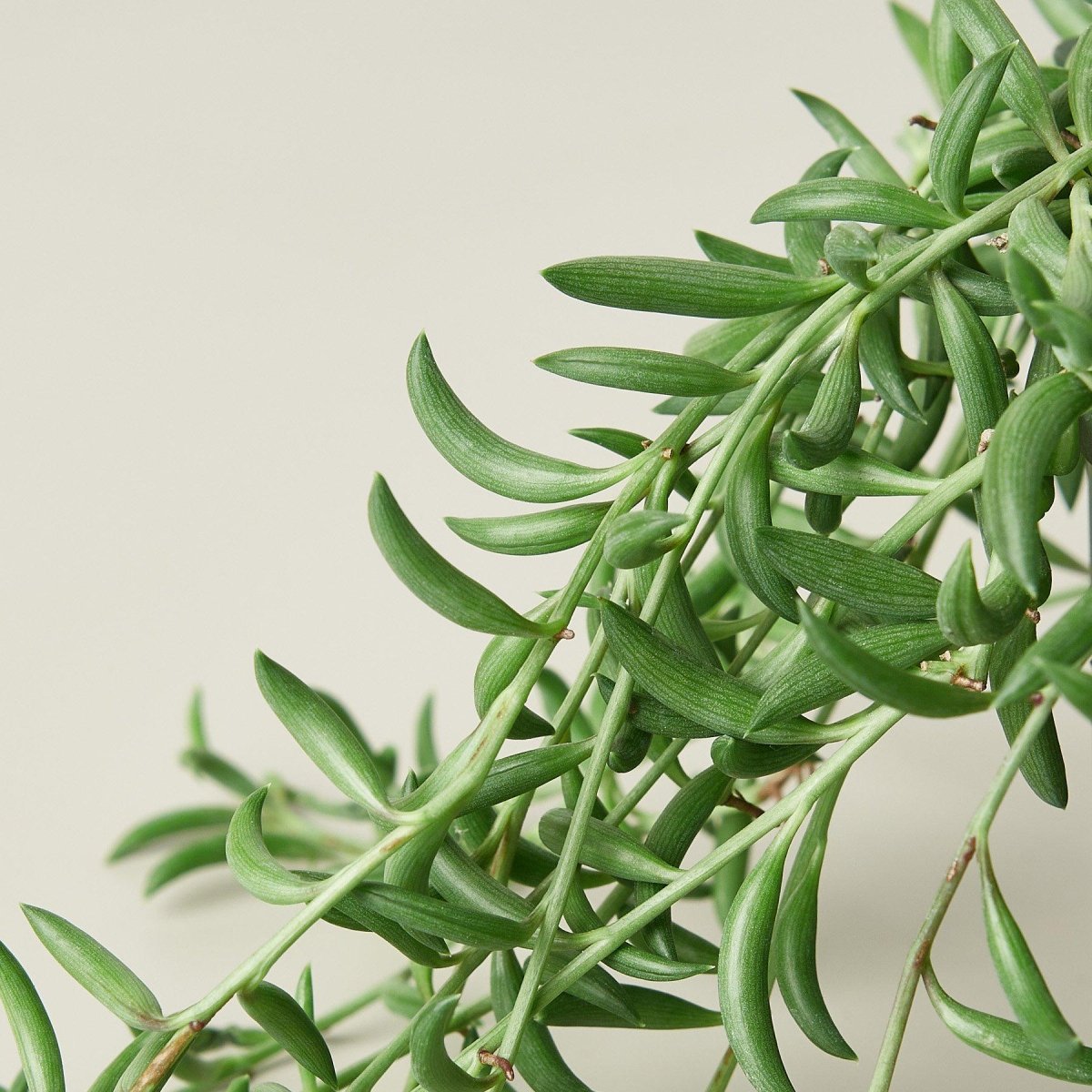 lily & onyx Succulent 'String of Bananas' Houseplant