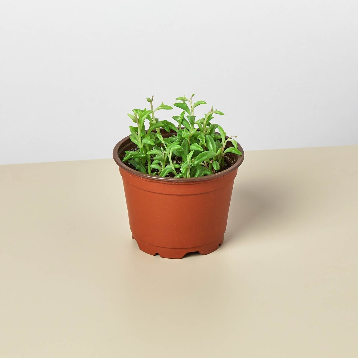 lily & onyx Succulent 'String of Dolphins' Houseplant