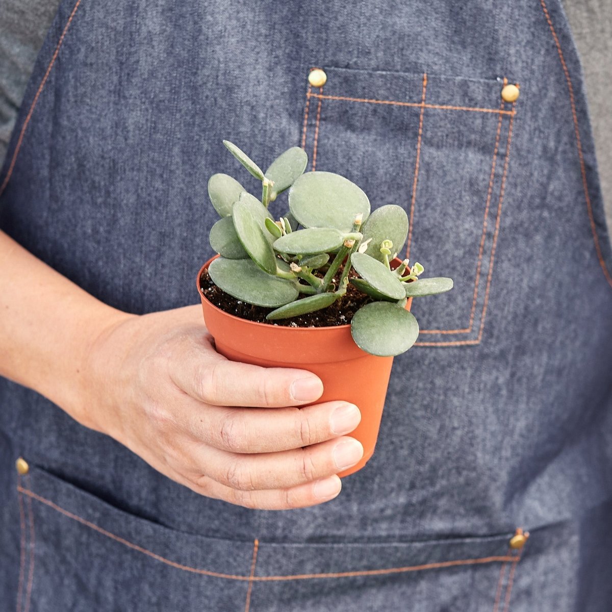 dollar succulent plant Succulent Xerosicyos 'Silver Dollar' 6" Pot