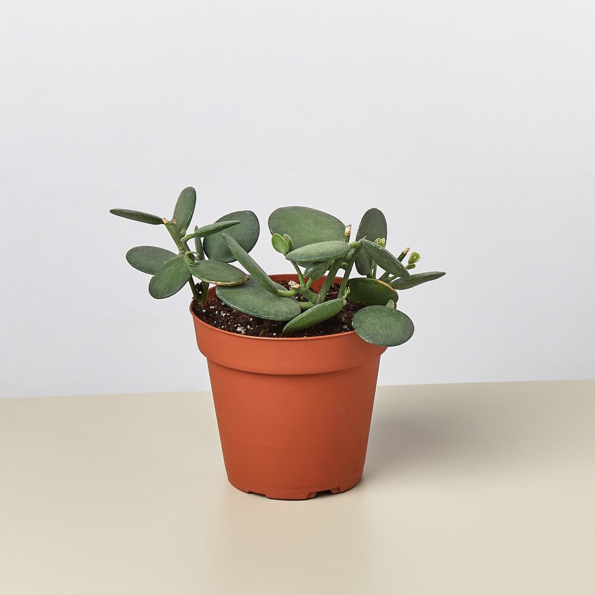 lily & onyx Succulent Xerosicyos 'Silver Dollar' Houseplant