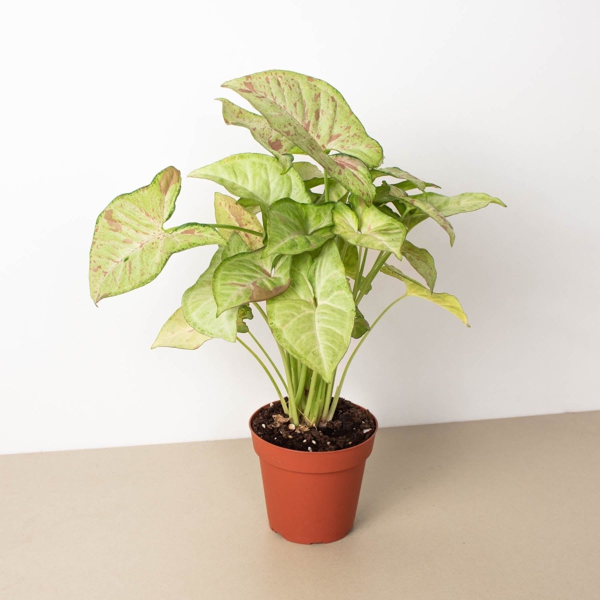 lily & onyx Syngonium 'Confetti' Houseplant