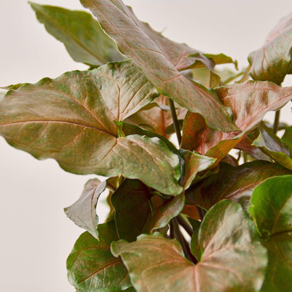 lily & onyx Syngonium 'Merry' Houseplant