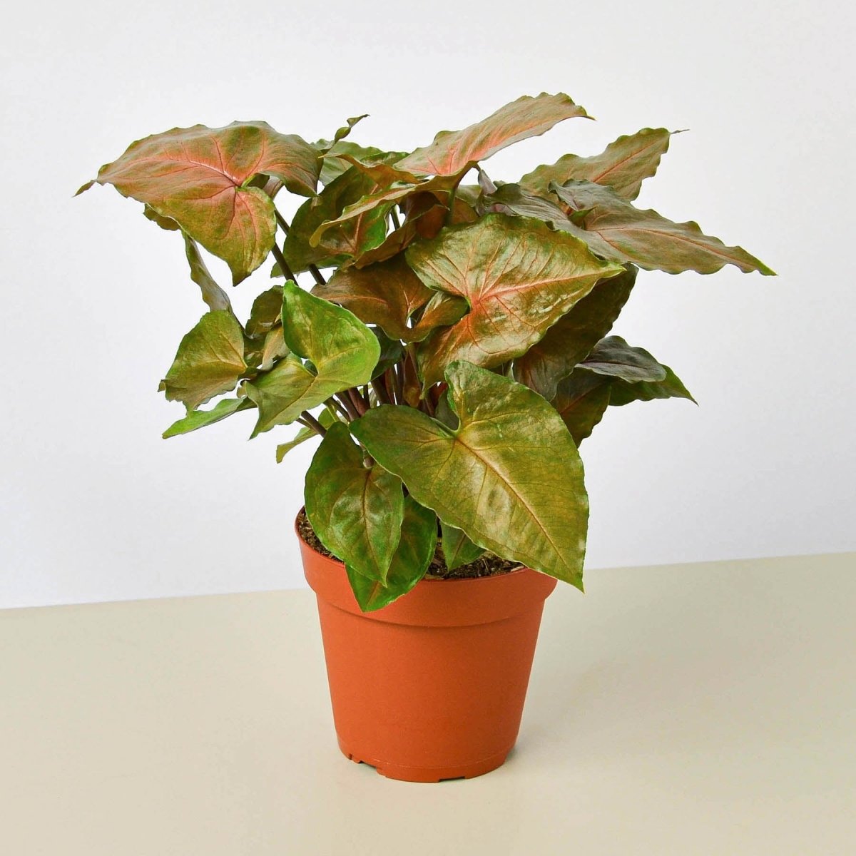 lily & onyx Syngonium 'Merry' Houseplant