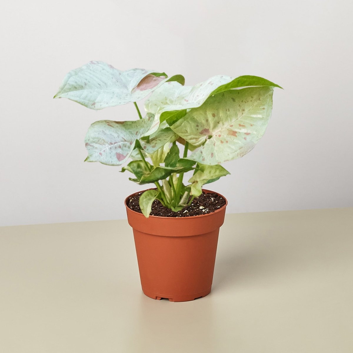 lily & onyx Syngonium 'Milk Confetti' Houseplant