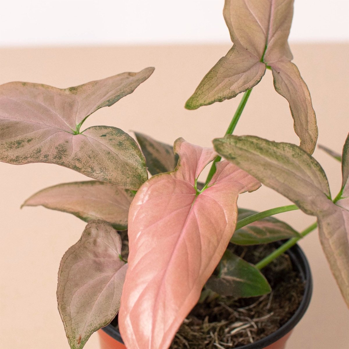 lily & onyx Syngonium 'Pink Splash' Houseplant