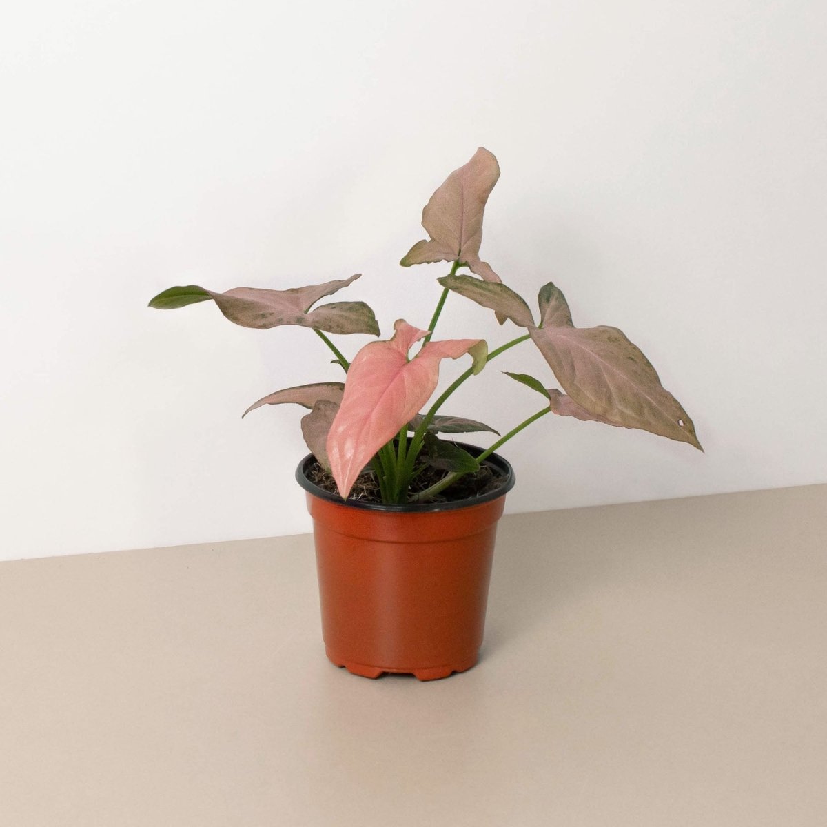 lily & onyx Syngonium 'Pink Splash' Houseplant