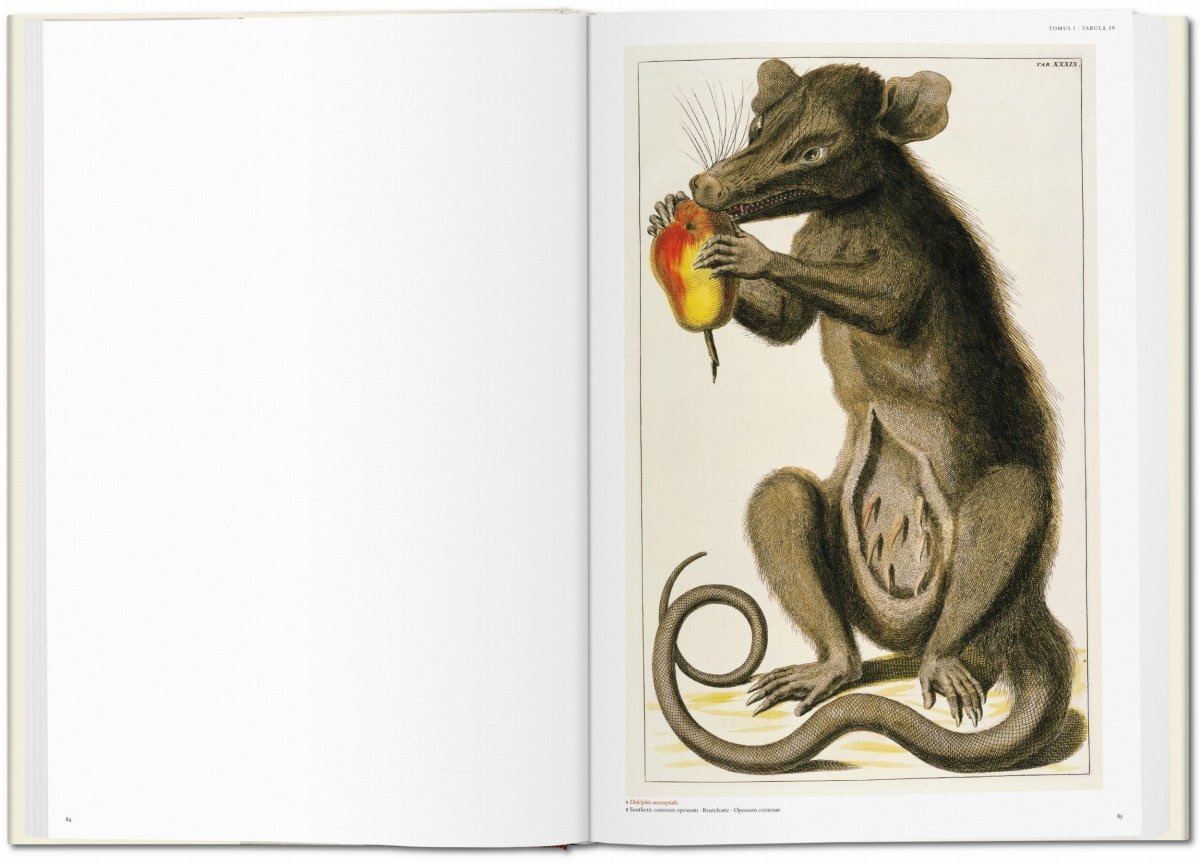 TASCHEN Seba. Cabinet of Natural Curiosities (German, French, English)