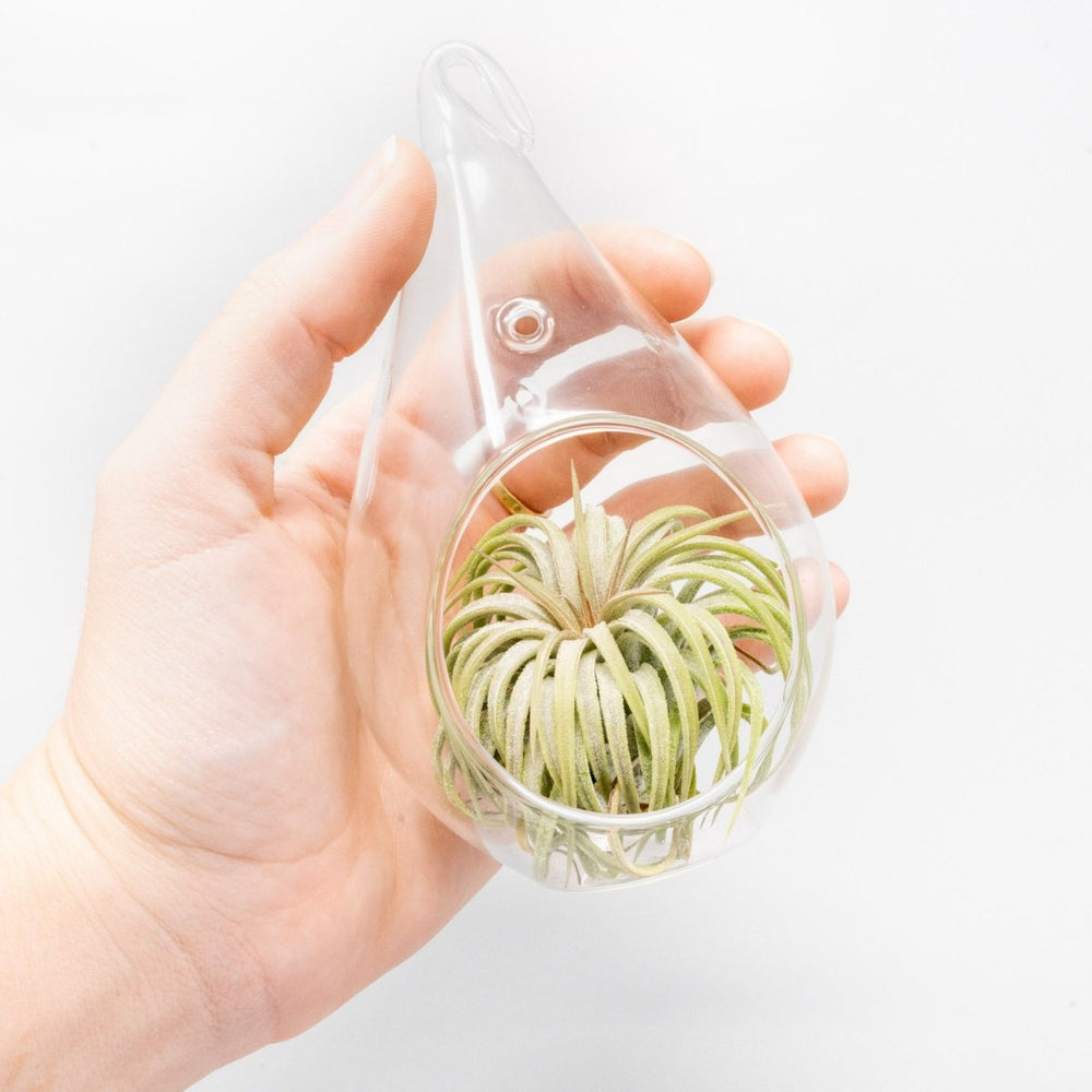 
                      
                        Air Plant Supply Co. Teardrop Glass Terrariums - lily & onyx
                      
                    