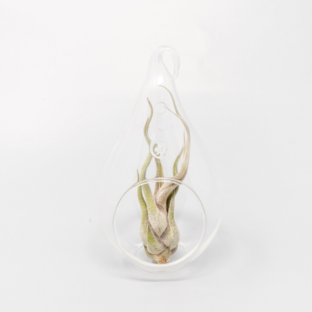 Air Plant Supply Co. Teardrop Glass Terrariums - lily & onyx